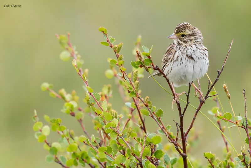 Savannah Sparrow