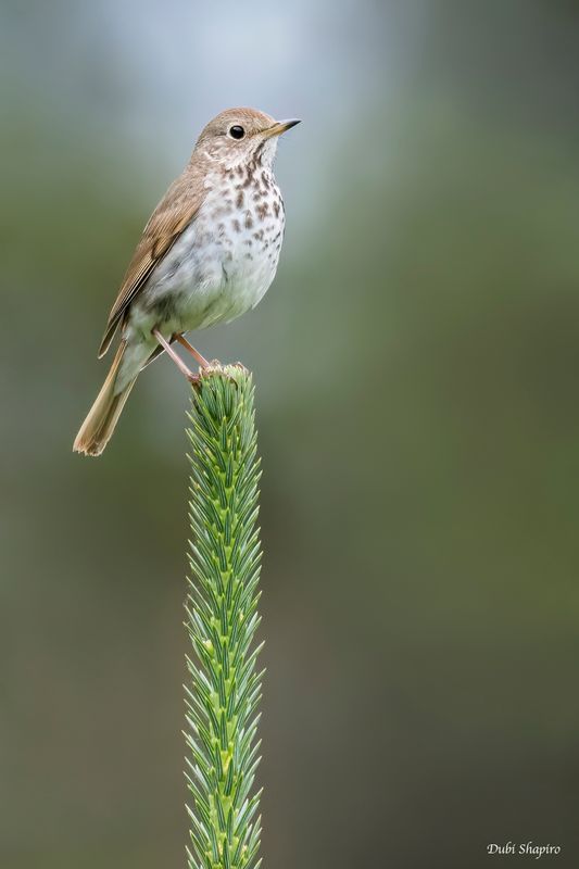 Hermit Thrush