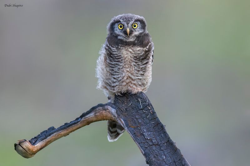 Northern Hawk Owl