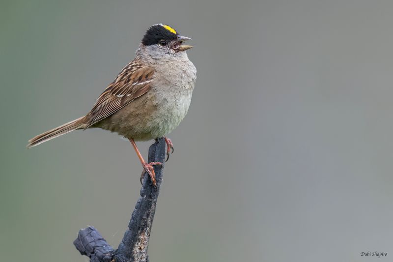 Golden-crowned Sparrow