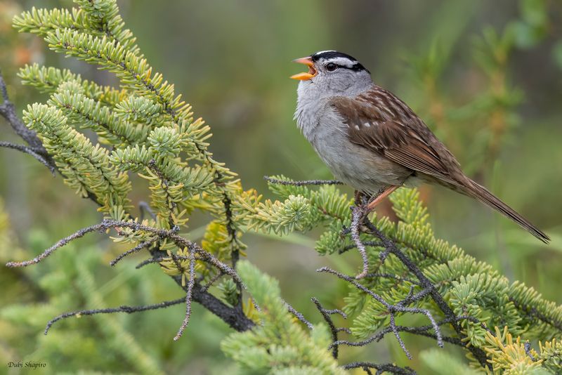 White-crowned Sparrow
