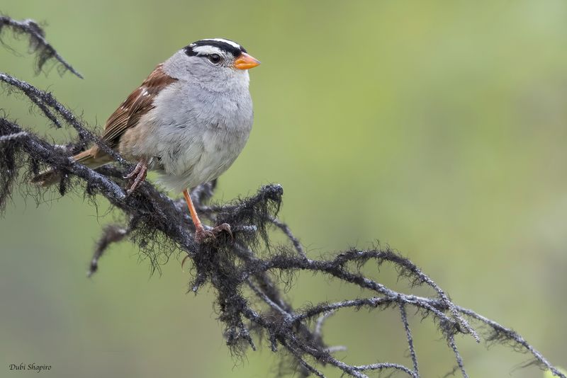 White-crowned Sparrow 