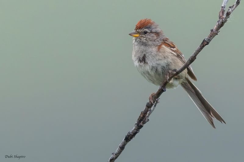 American Tree Sparrow 