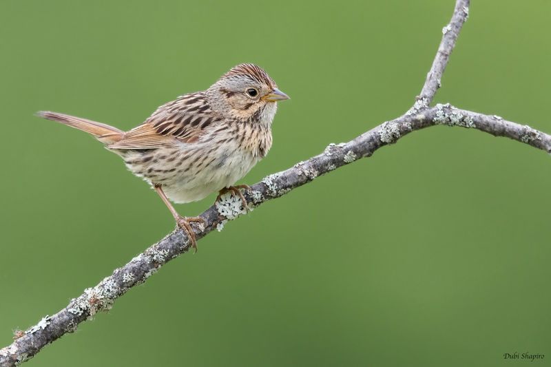 Lincoln's Sparrow