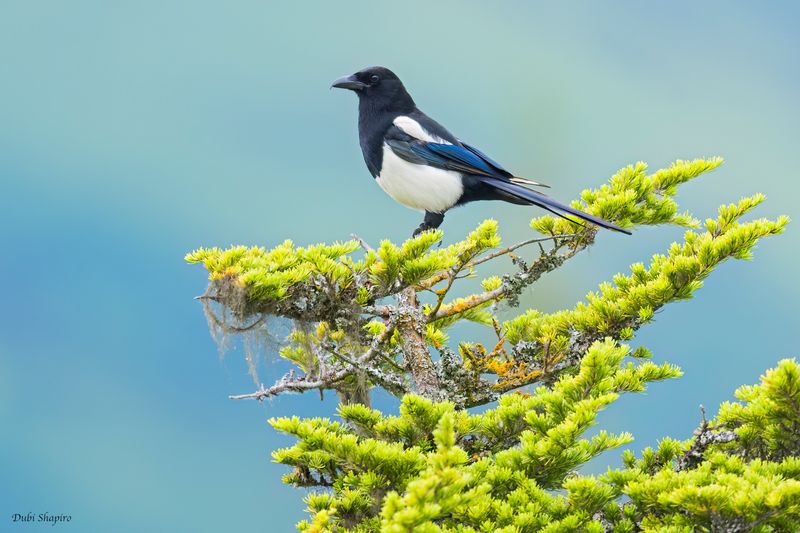 Black-billed Magpie