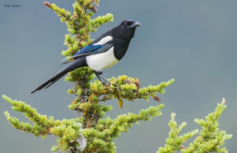 Black-billed Magpie 