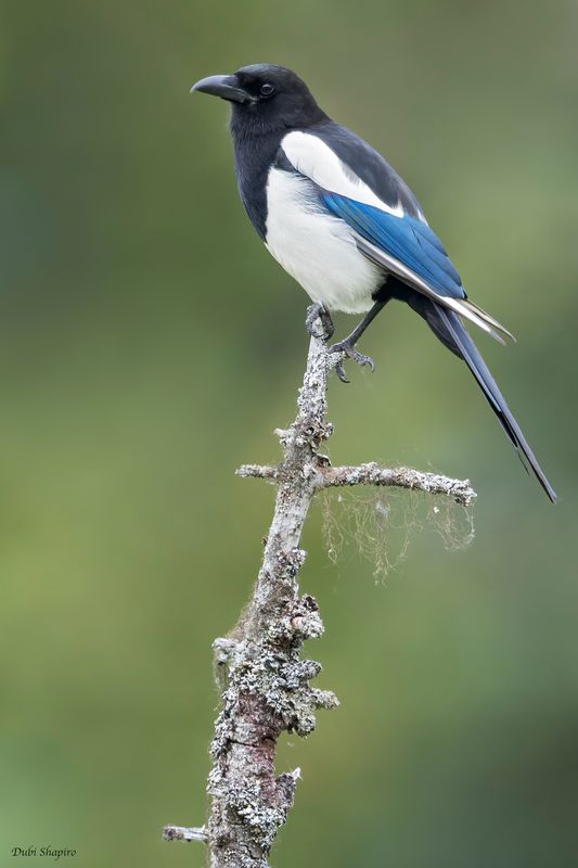 Black-billed Magpie 