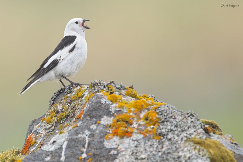 Snow Bunting 
