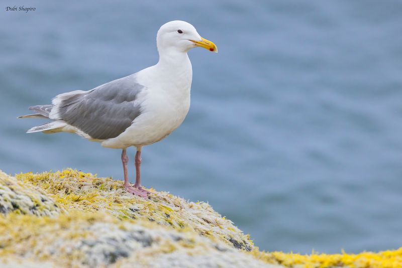 Glaucous-winged Gull 