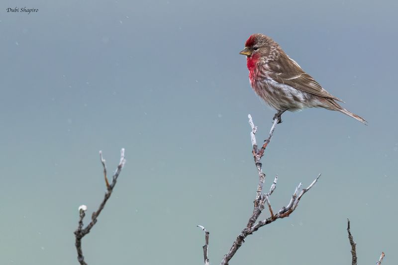 Redpoll 