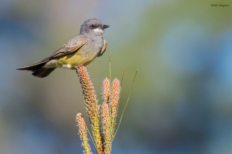 Cassin's Kingbird