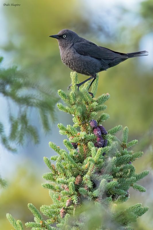 Rusty Blackbird 