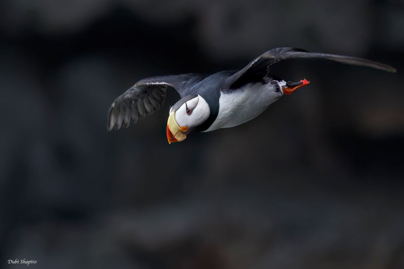 Horned Puffin 