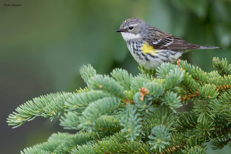 Myrtle Warbler 