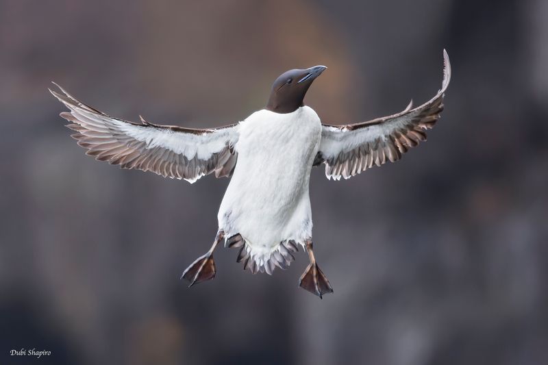 Thick-billed Murre 