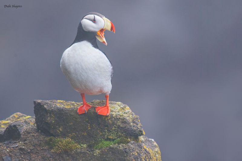 Horned Puffin 