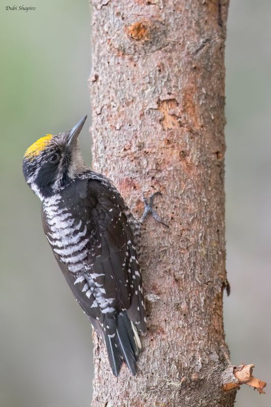 American Three-toed Woodpecker 