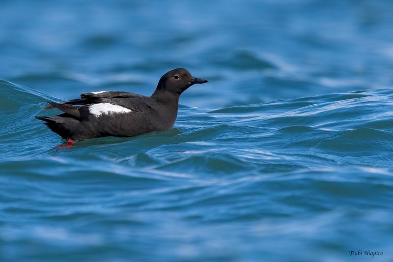 Pigeon Guillemot