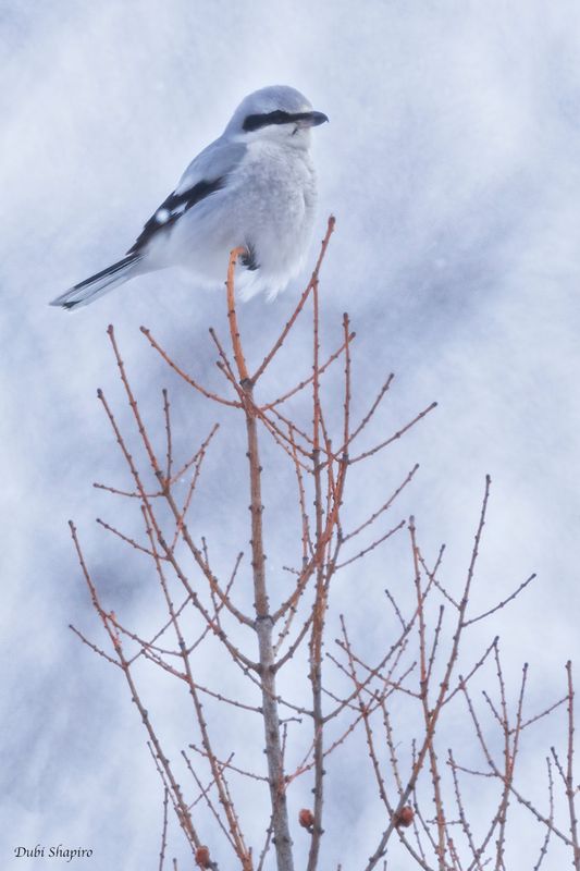 Northern Shrike