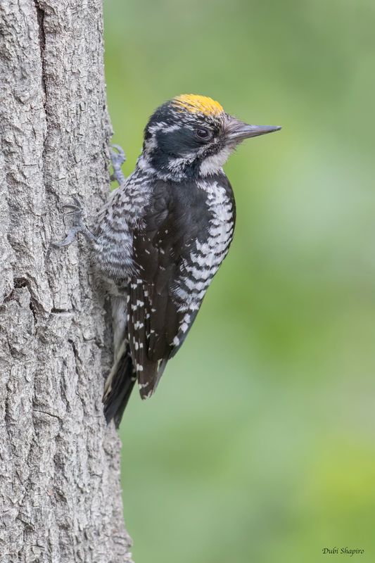 American Three-toed Woodpecker 