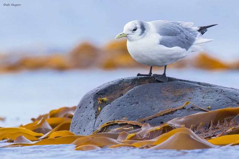 Black-legged Kittiwake 