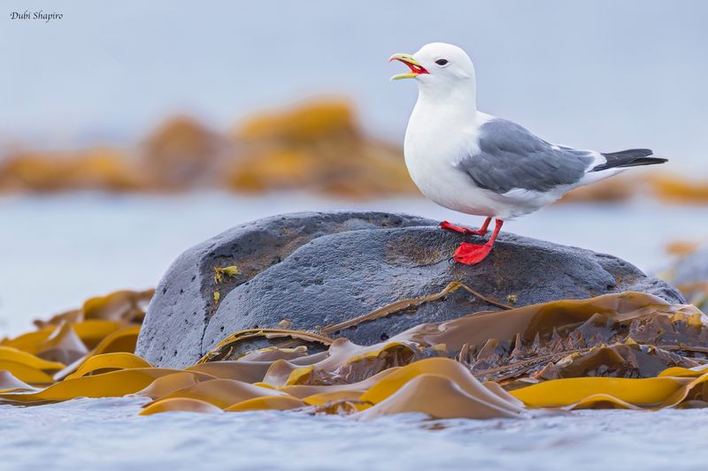 Red-legged Kittiwake 