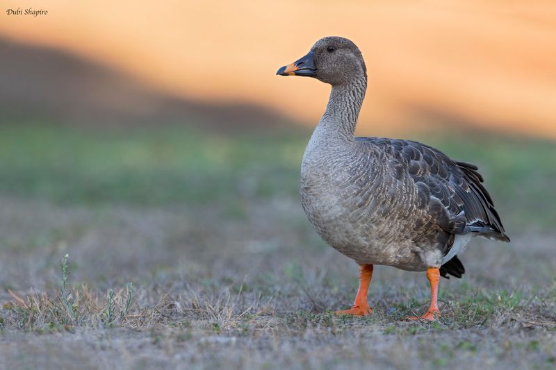 Tundra Bean-Goose