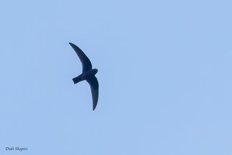 Black Swift