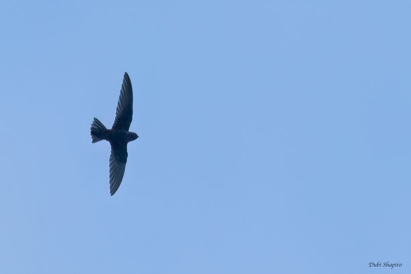 Black Swift 
