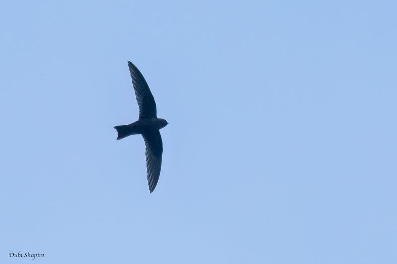 Black Swift 