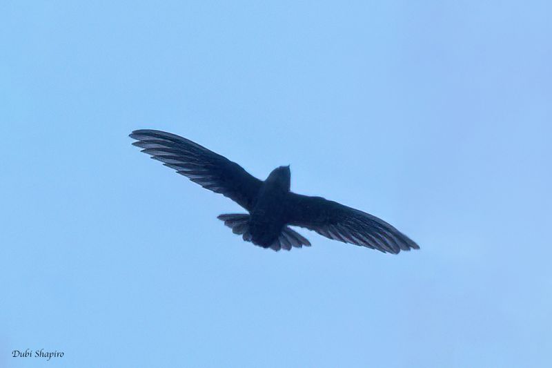 Black Swift 