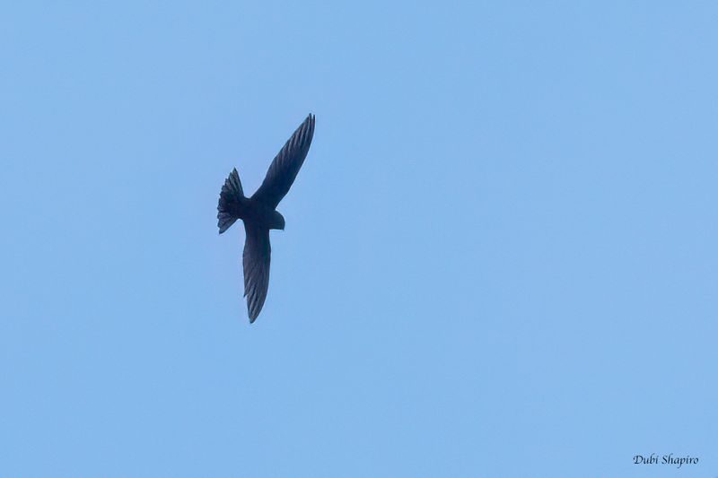 Black Swift 