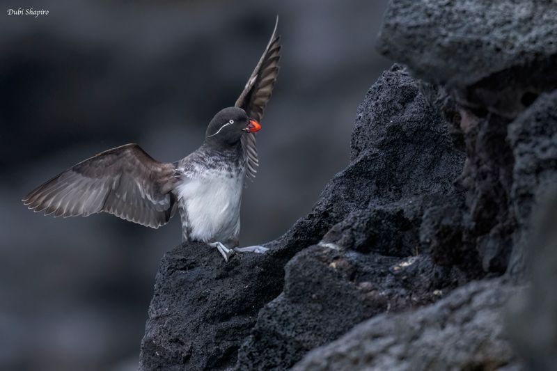 Parakeet Auklet 