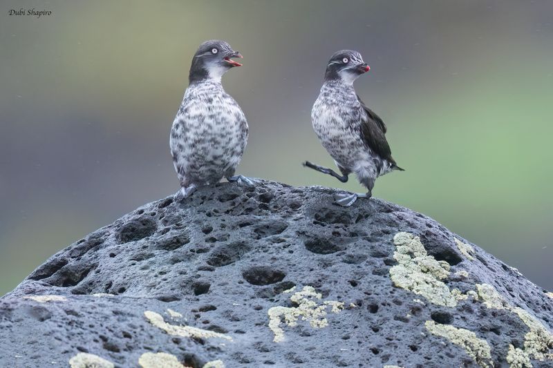 Least Auklet 