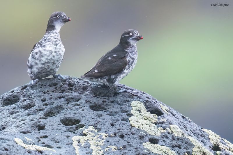 Least Auklet 