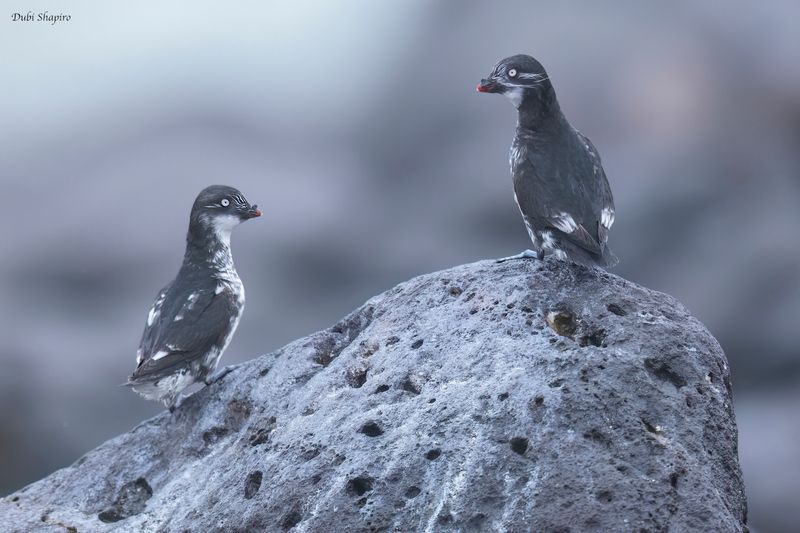 Least Auklet 