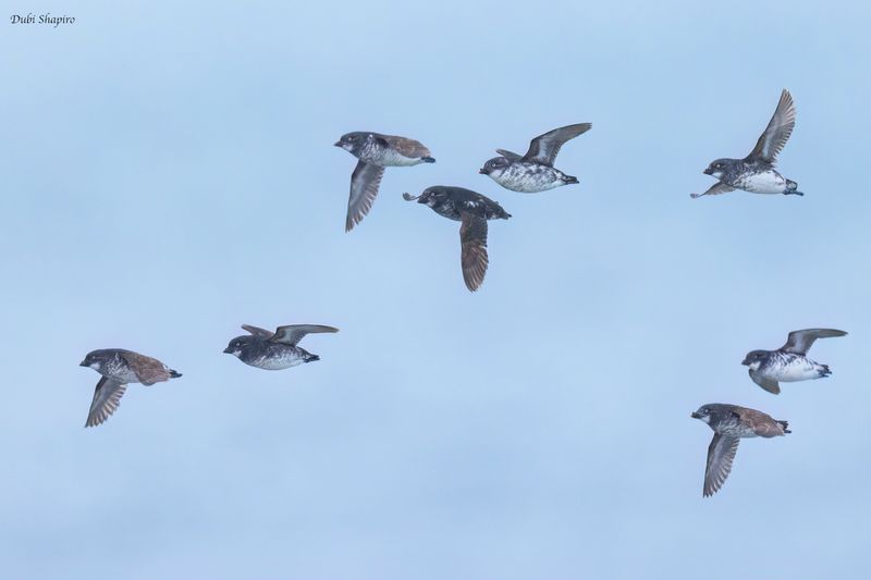 Least Auklet 