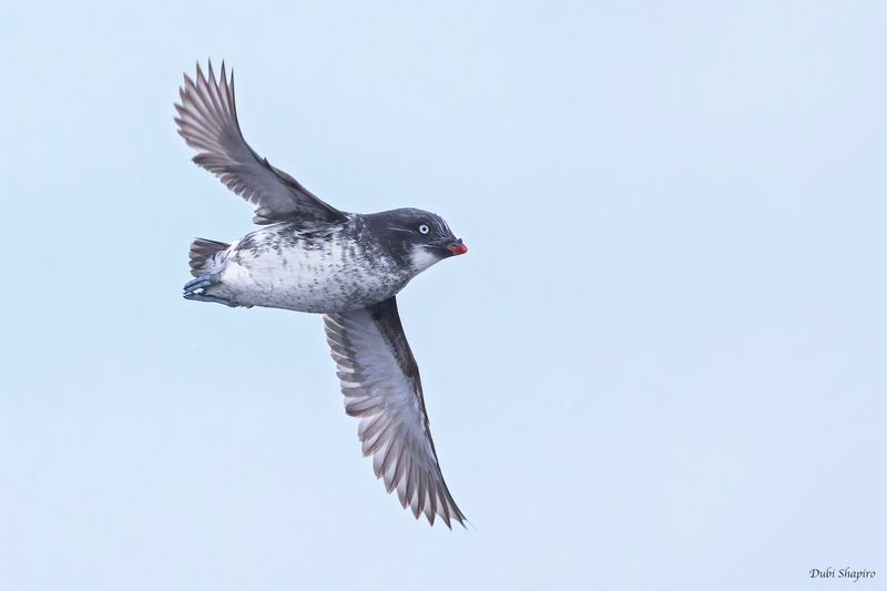 Least Auklet 