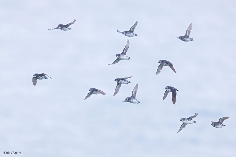 Least Auklet 