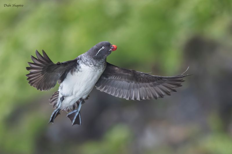 Parakeet Auklet 
