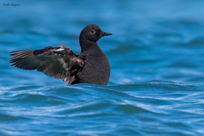 Pigeon Guillemot 