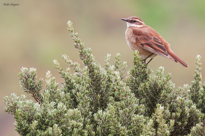 Chestnut-winged Cinclodes
