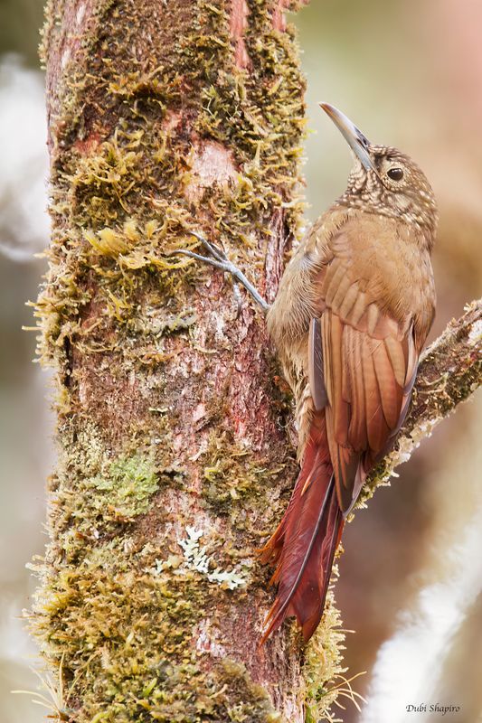 Olive-backed Woodcreeper