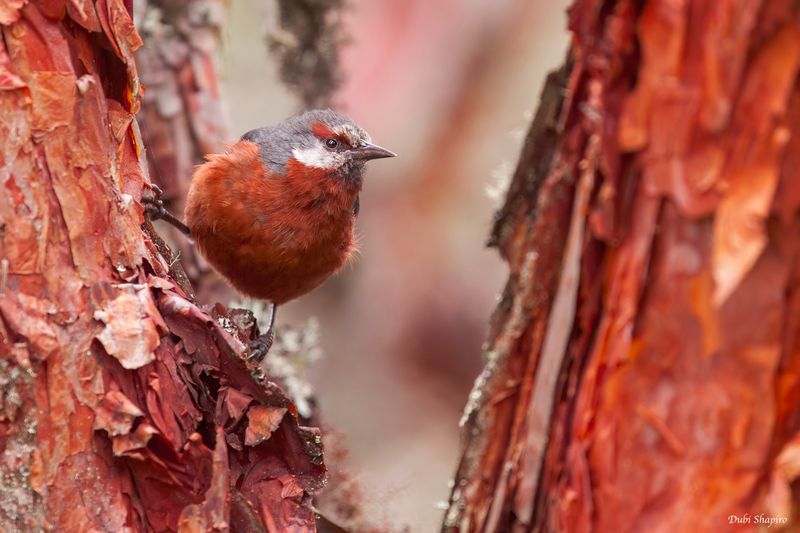Giant Conebill