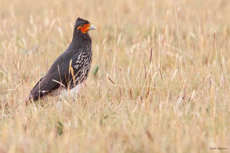 Carunculated Caracara