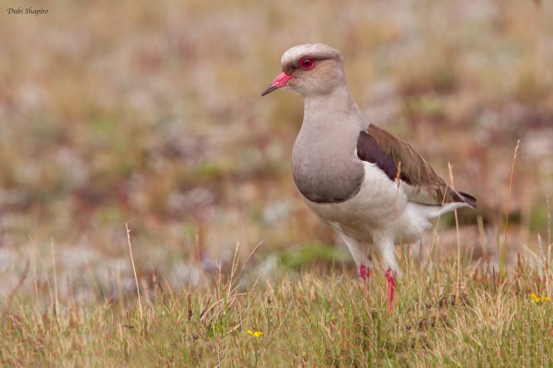 Andean Lapwing