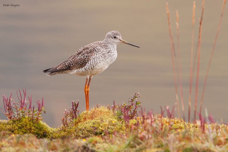 Greater Yellowlegs