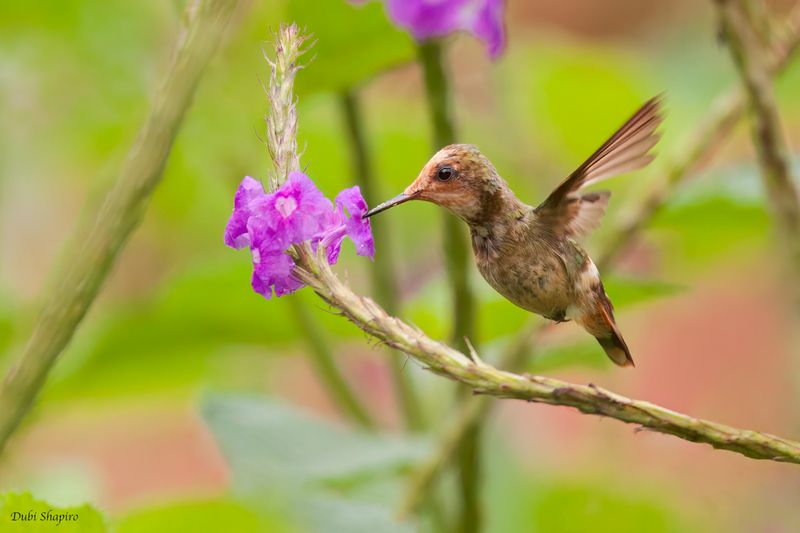 Spangled Coquette