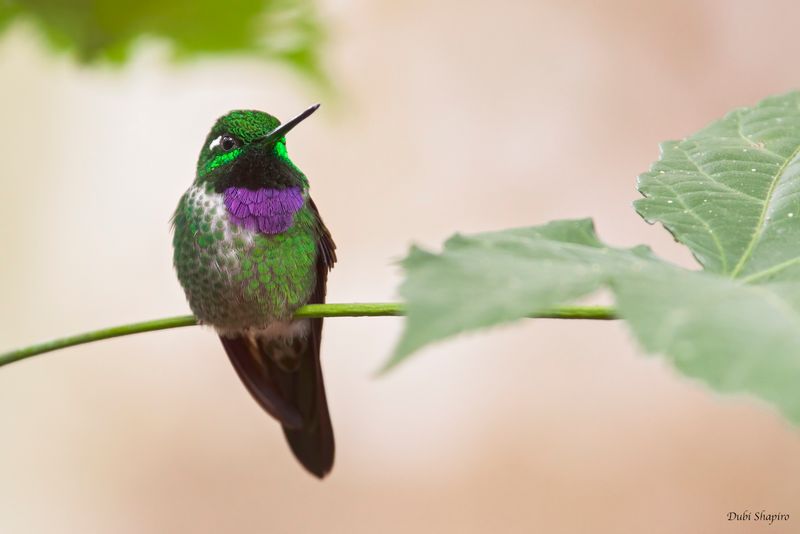 Purple-bibbed Whitetip