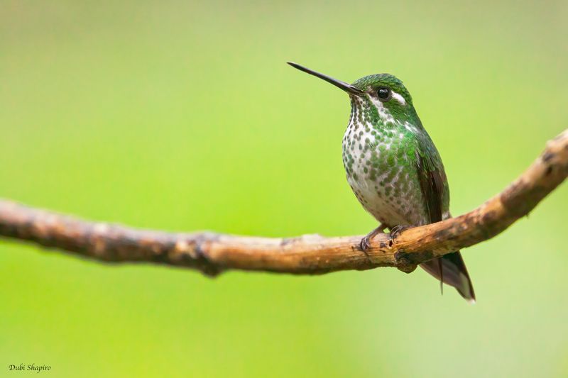 Purple-bibbed Whitetip